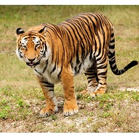 tiger_real_200.jpg