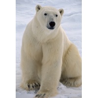 polar bear_real_200.jpg